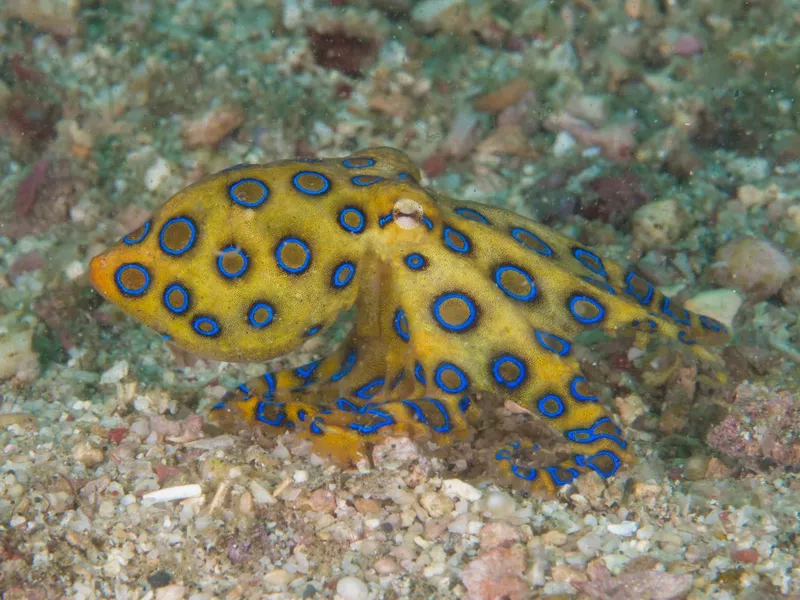 Blue ring octopus