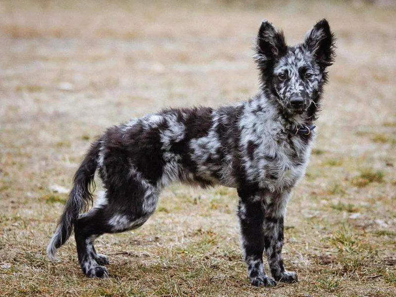 Mudi with spotted pattern