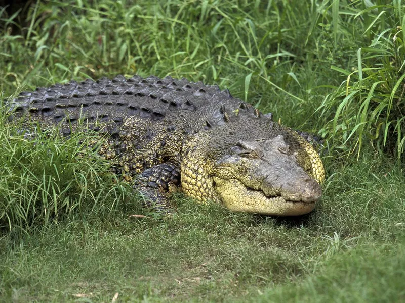 Australian Saltwater Crocodile or Estuarine Crocodile, crocodylus porosus, Australia