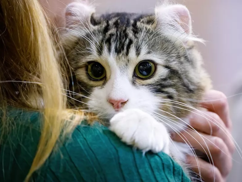American Curl