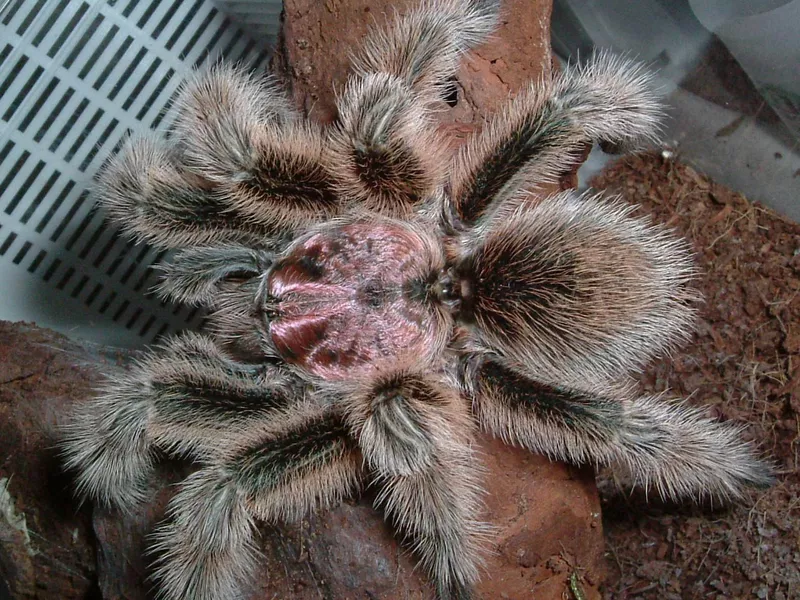 Grammostola anthracina male