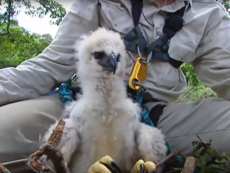 Harpy baby