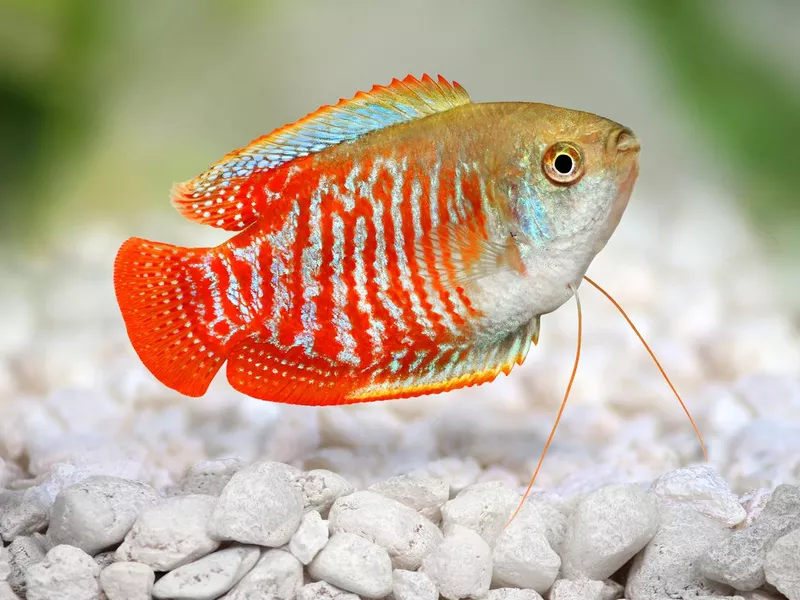 Dwarf Gourami
