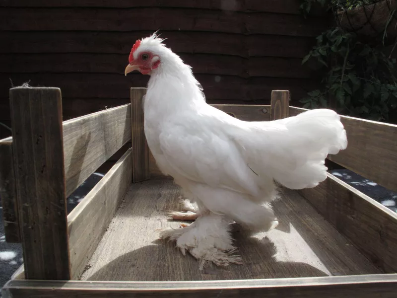 Burmese Bantam chicken breed