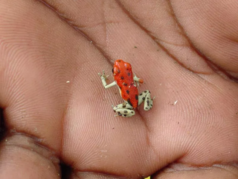 Red frog