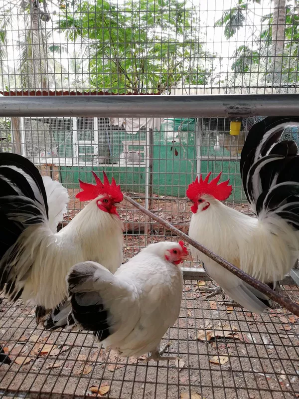 Japanese Bantam trio