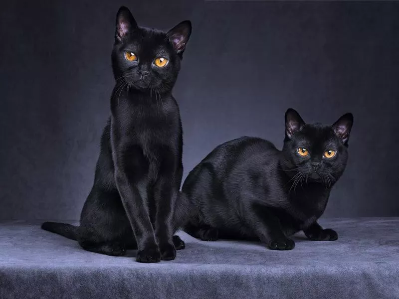 Black cats