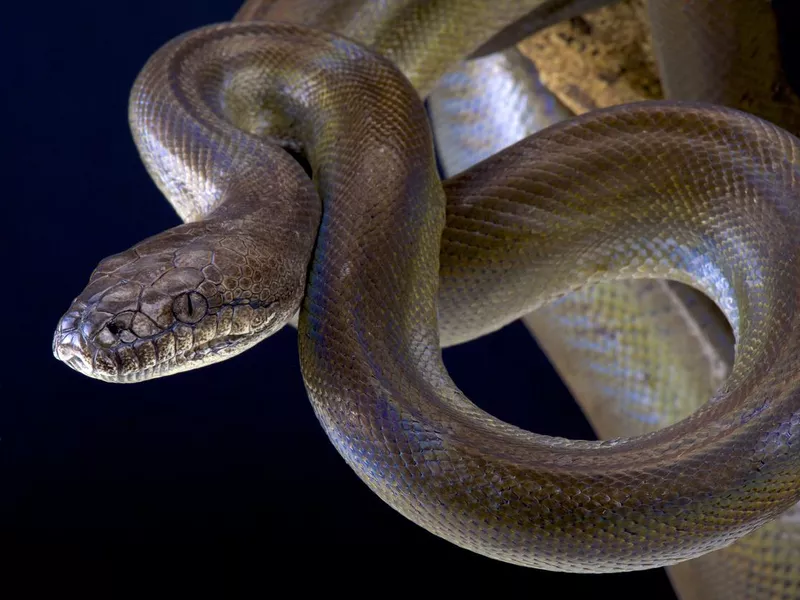 Papuan python (Apodora papuana)