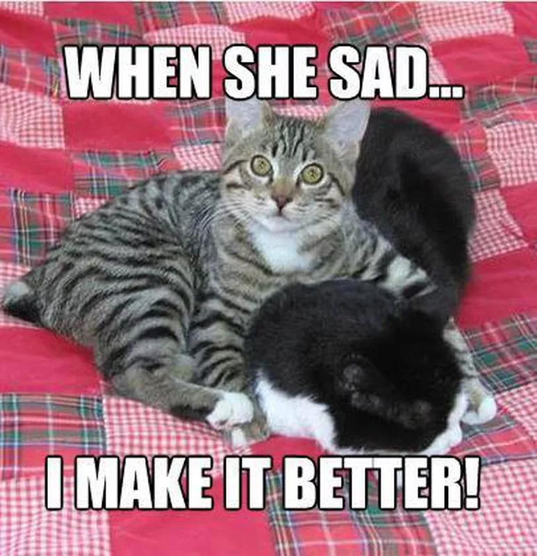 two cats cuddling