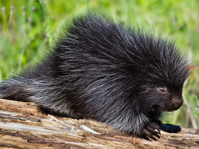 Baby porcupine