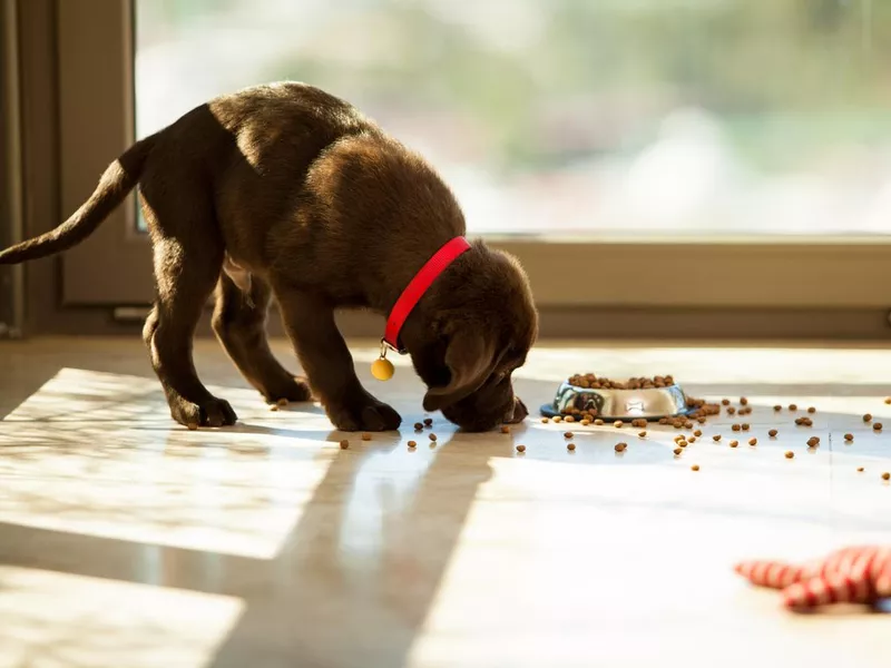 Puppy Eating