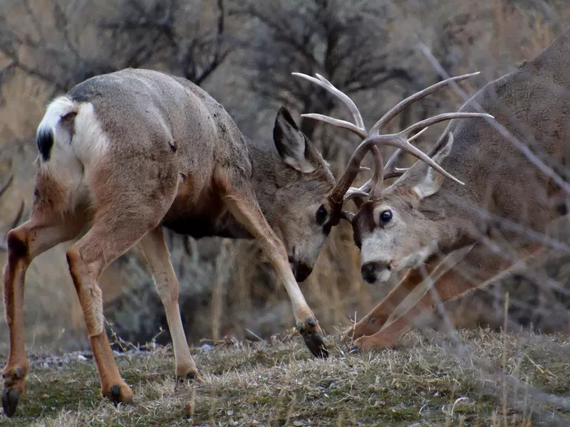 Mule deer locking antlers