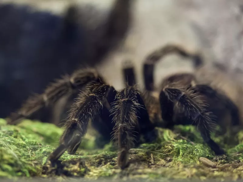 Brazilian salmon pink bird-eating tarantula (Lasiodora parahyban