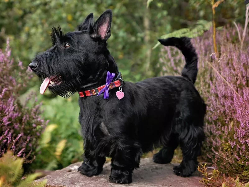 Scottish Terrier