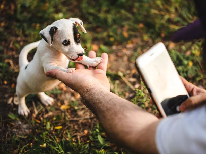Unrecognizable man taking photo of puppy dog