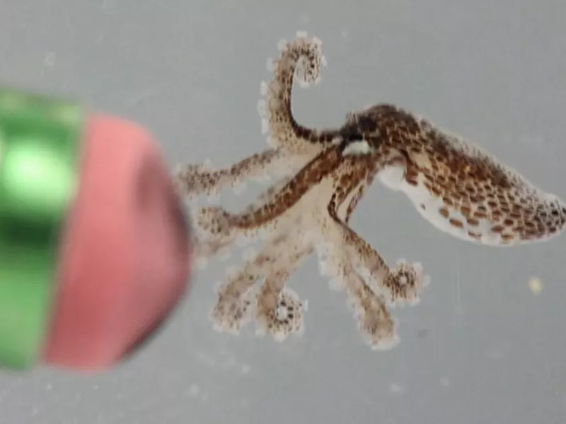 Pygmy Octopus