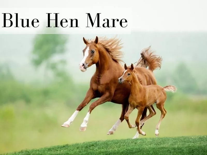 Blue Hen Mare