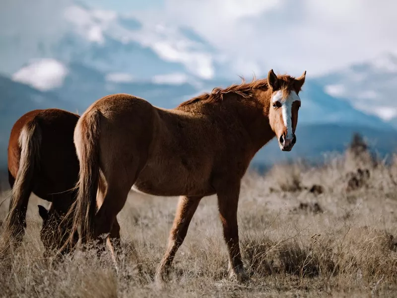Mustang horse