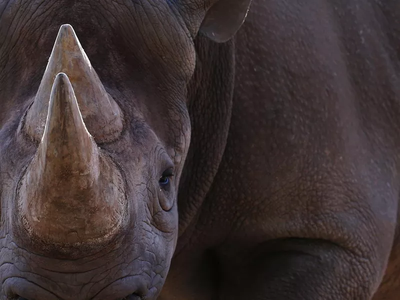 Black rhinoceros face