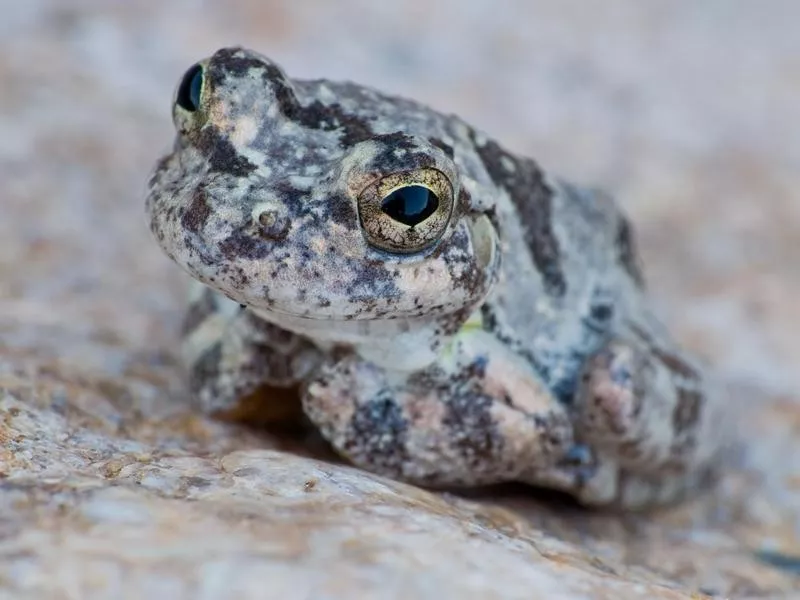 frog