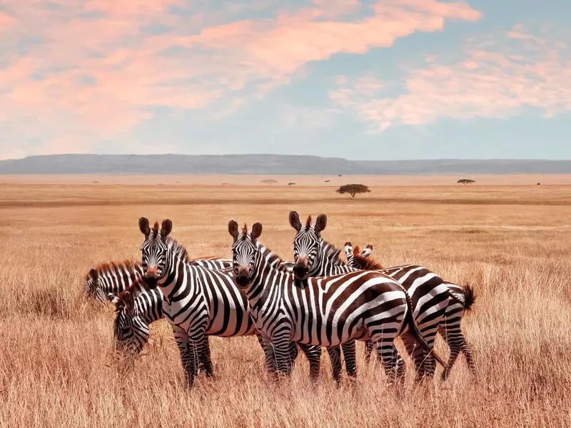 Wild African zebras in the Serengeti National Park