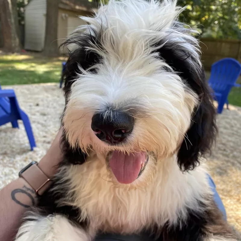 A happy black and white sheepadoodle