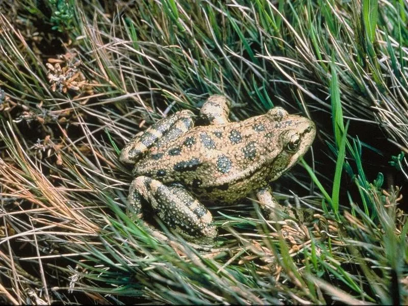 frog