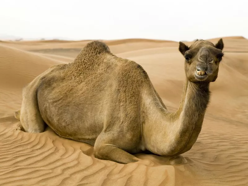 Happy camel