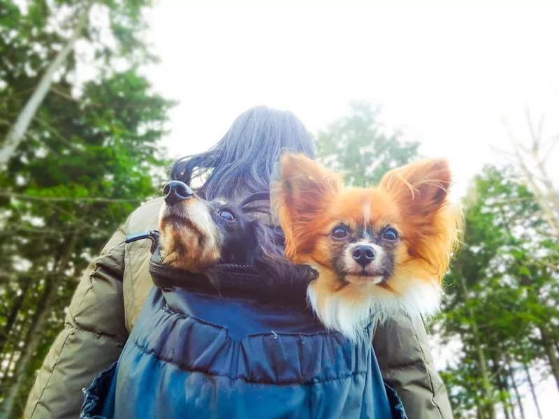 Papillon on a hike