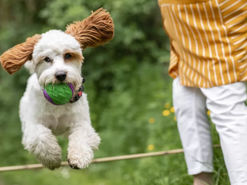 Show Jumping Cavapoo