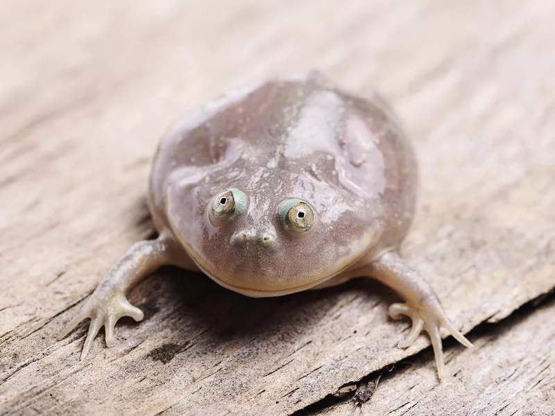 Budgett's Frog