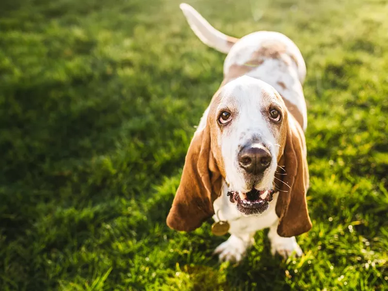 Cute basset hound