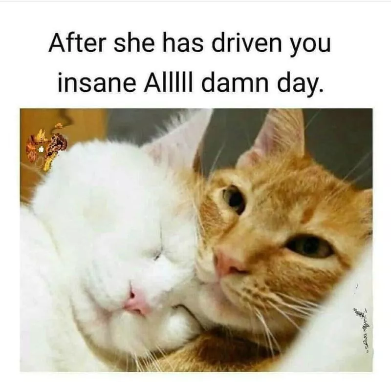 two cats cuddling and sleeping