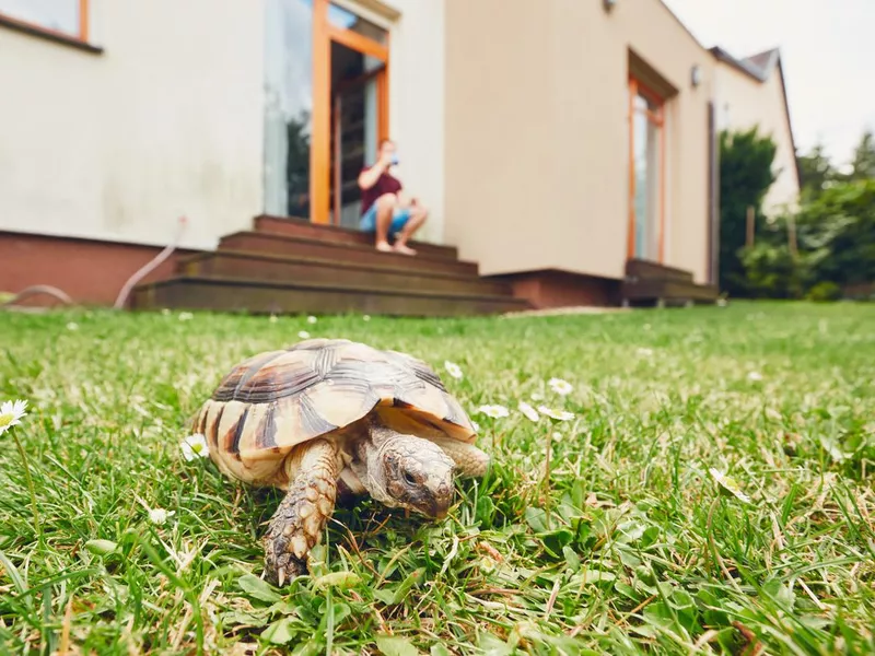 Eastern Box Turtle