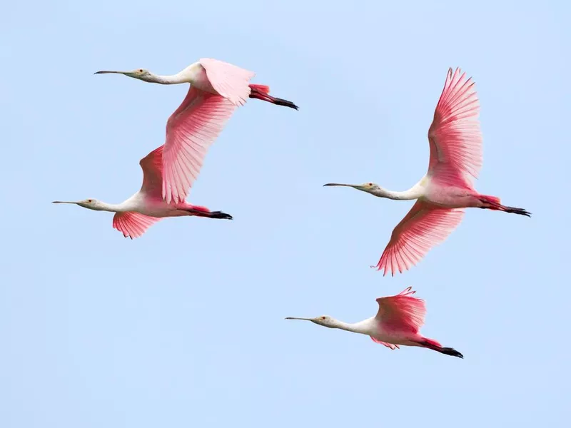 Roseate Spoonbill Flock Flying