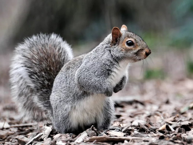 Gray squirrel