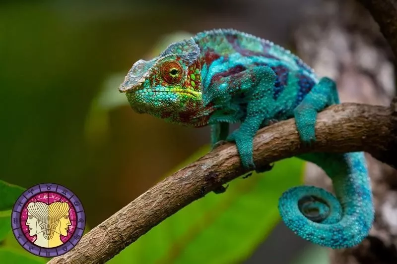 Chameleon