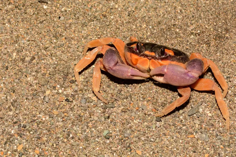 Halloween Moon Crab