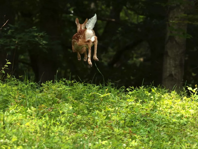 Leaping fawn
