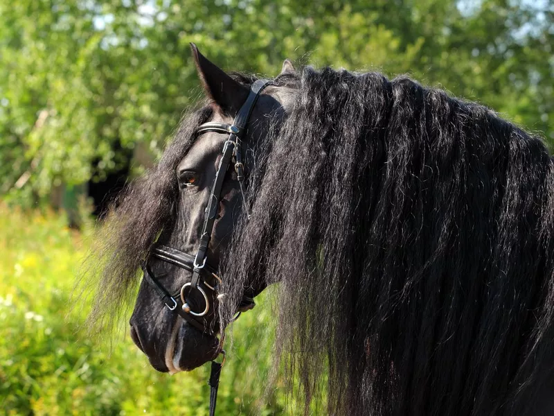 Portrait Friesian horse