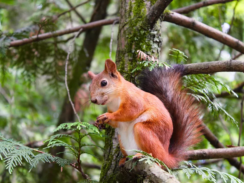 Squirrel in Tree