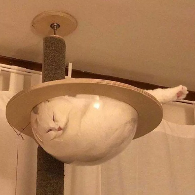 Cat in a clear cat bed