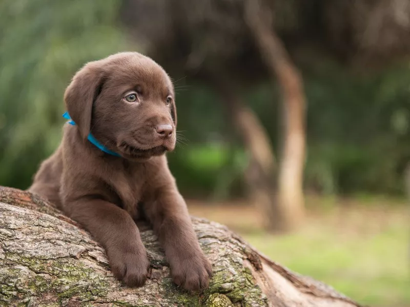 Cute Labrador puppy on tree