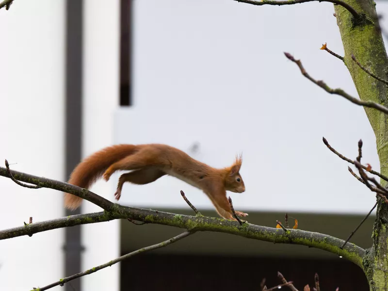 Squirrel Jumping