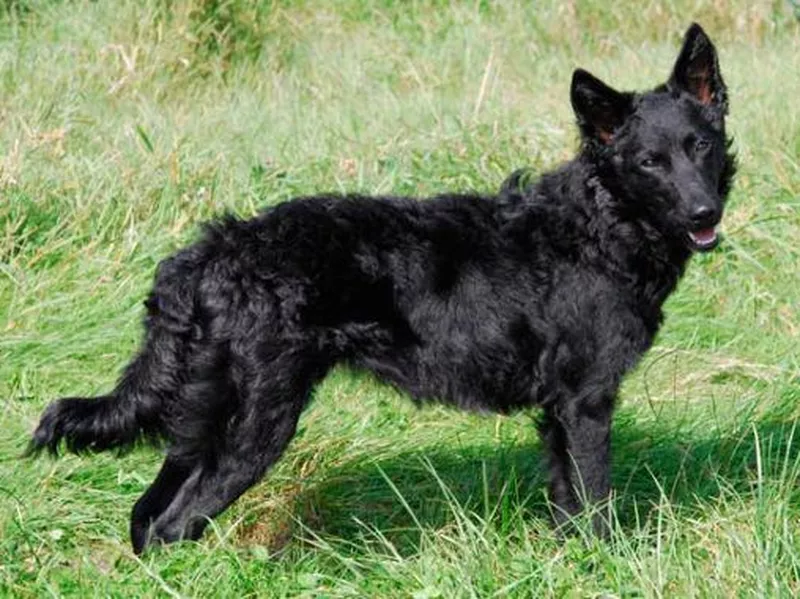 Black Mudi in grass