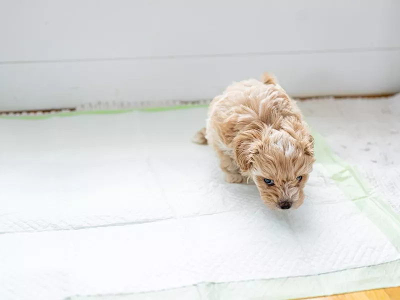 Puppy on the pet pad