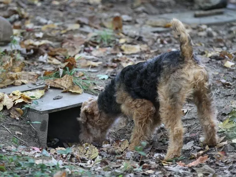 Earthdog