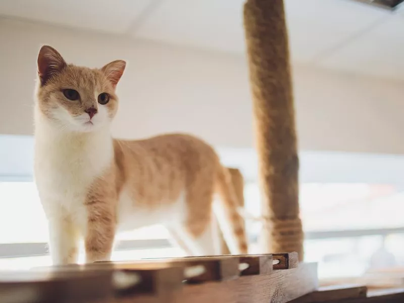 Orange and white Munchkin cat