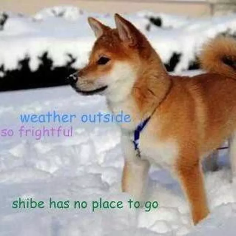 Doge dog in the dnow