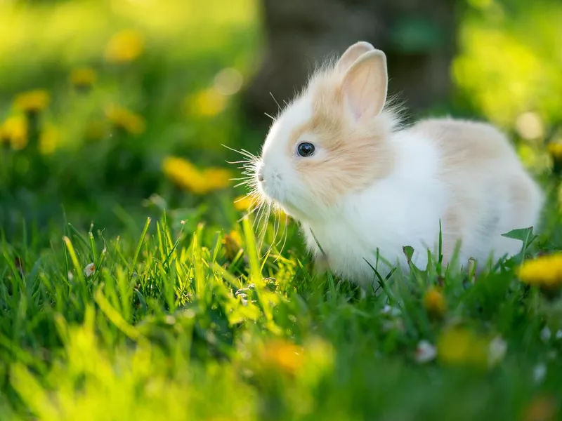 Spotted rabbit in sunlight